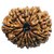 100 Original  And Lab Certified 10 Mukhi /Face Rudraksha Beads By CEYLONMINE