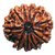 Lab Certified  10 Mukhi/Ten Face Rudraksha Beads BY CEYLONMNE