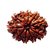 10 Face/Mukhi Rudraksha Natural  Lab Certified 10 Face Shiv Shakti Beads For Unisex BY CEYLONMINE