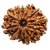Rudraksha Beads 12 Face Original  Certified Shiv Shakti Beads Rudraksha By CEYLONMINE