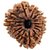Certified Gauri-shankar Rudraksha Beads Natural Beads By Ceylonmi