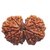 Shiv Shakti Rudraksha Beads Gauri-shankar Rudraksha Beads For Astrological