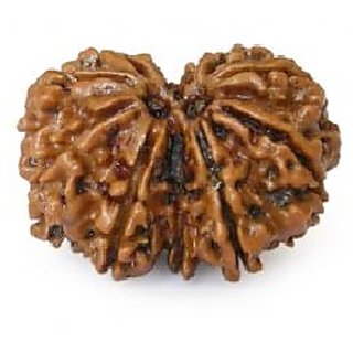 Certified Gauri-Shankar Rudraksha Beads Natural  Original Beads By CEYLONMINE