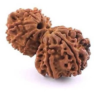 Natural  Original Gauri-shankar Rudraksha Beads For Unisex By CEYLONMINE