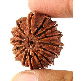 Certified 15 Mukhi Rudraksha Beads Original  Natural Shiv Shakti Rudraksha Beads BY CEYLONMINE