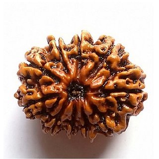 Rudraksha Beads 10 Mukhi Face Certified Shiv Shakti Beads Rudraks