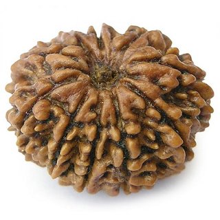 100 Original  And Lab Certified 10 Mukhi  Rudraksha Beads By CEYLONMINE