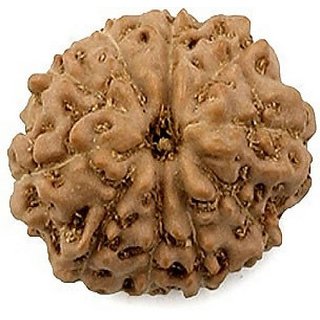 Shiv Shakti Beads Original  Lab Certified 10 Face/ Mukhi Rudraksha Beads By CEYLONMINE