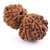Natural  Original Gauri-shankar Rudraksha Beads For Unisex By CEYLONMINE