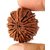 Certified 15 Mukhi Rudraksha Beads Original  Natural Shiv Shakti Rudraksha Beads BY CEYLONMINE