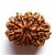 Rudraksha Beads 10 Mukhi Face Certified Shiv Shakti Beads Rudraks