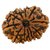 10 Mukhiface Natural Rudraksha Beads By Ceylonmine