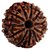 Natural Rudraksha 11 Mukhi Rudraksha Beads By Ceylonmine