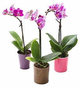 PuspitaNursery Single Orchid Live Plant Multi-color Best Decoration of Your loving space.