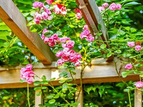 PuspitaNursery Rare Climbing Rose Living Perennial Plant Pink Color Best for Your Loving Space.