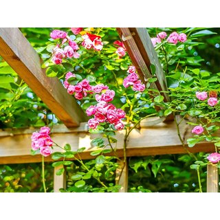PuspitaNursery Rare Climbing Rose Living Perennial Plant Pink Color Best for Your Loving Space.