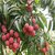 PuspitaNursery Live Sweet Litchi 1.5ft Healthy  Fresh Plant Short Time Fruit.