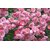 PuspitaNursery Rare Climbing Rose Living Perennial Plant Pink Color Best for Your Loving Space.
