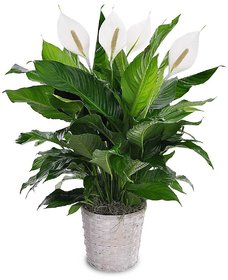 PuspitaNursery Live Peace Lily or Spathiphyllum Green Color Indoor Plant.