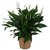 PuspitaNursery Live Peace Lily or Spathiphyllum Green Color Indoor Plant.