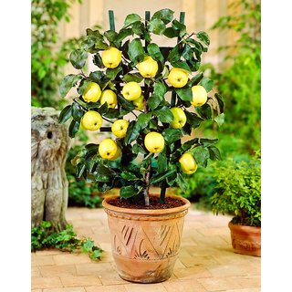 Puspita Nursery White Indonesian Seedless Guava Live Plant Sweet for All.