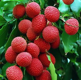 PuspitaNursery Live Sweet Litchi 1.5ft Healthy  Fresh Plant Short Time Fruit.