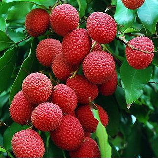 PuspitaNursery Live Sweet Litchi 1.5ft Healthy  Fresh Plant Short Time Fruit.