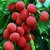 PuspitaNursery Live Sweet Litchi 1.5ft Healthy  Fresh Plant Short Time Fruit.