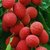 PuspitaNursery Live Sweet Litchi 1.5ft Healthy  Fresh Plant Short Time Fruit.