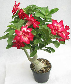 Puspita Nursery Desert Rose Adenium Live Indoor Flower Plant.