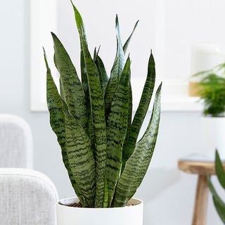 PuspitaNursery Snake Plant Golden Dwarf Air Purifier Oxygen Supplier.