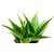 PuspitaNursery Aloe Vera Live Medicinal Plant Fresh  Healthy.