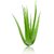 PuspitaNursery Aloe Vera Live Medicinal Plant Fresh  Healthy.