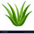 PuspitaNursery Aloe Vera Live Medicinal Plant Fresh  Healthy.