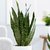 PuspitaNursery Snake Plant Golden Dwarf Air Purifier Oxygen Supplier.