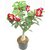 Puspita Nursery Desert Rose Adenium Live Indoor Flower Plant.