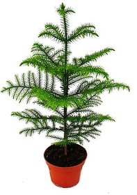 PuspitaNursery Christmas or Araucaria (Heterophylla) Air Purifier Green Live Plant.