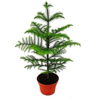 PuspitaNursery Christmas or Araucaria (Heterophylla) Air Purifier Green Live Plant.