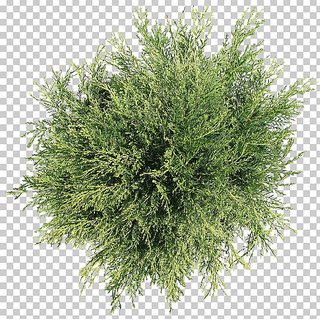 Puspita Nursery Live Junipers Plant for Outdoor Indoor uses Healthy  Fresh condition @545/pc.
