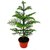 PuspitaNursery Christmas or Araucaria (Heterophylla) Air Purifier Green Live Plant.