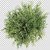 Puspita Nursery Live Junipers Plant for Outdoor Indoor uses Healthy  Fresh condition @545/pc.