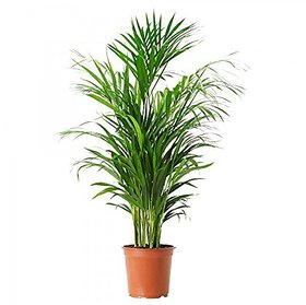Puspita Nursery PN06 Live Areca Palm Indoor Outdoor Plant.