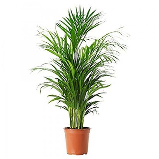 Puspita Nursery PN06 Live Areca Palm Indoor Outdoor Plant.
