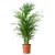 Puspita Nursery PN06 Live Areca Palm Indoor Outdoor Plant.