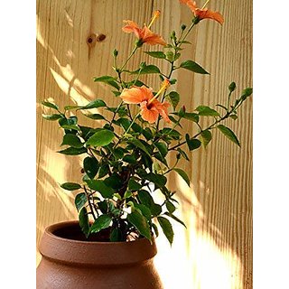 PuspitaNursery Hibiscus or China Rose Live Plant Bangalore Variety.