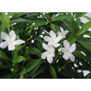 Puspita Nursery Tagar Crape Chandani Live Plant.