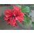 PuspitaNursery Hibiscus or China Rose Live Plant Bangalore Variety.