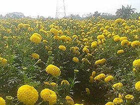 PuspitaNursery African Marigold F1 Hybrid Flower Seeds for Farming in a Secured Packet, Yellow (100 g).