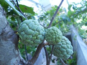 Puspita Nursery Rare Sugar-Apple Sitafal fruit Plant (Annona squamosa) Rare Variety Fresh  Healthy Pl.