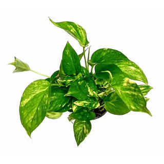 PuspitaNursery Living Money Plant Green Indoor for Decoration (Pot included).